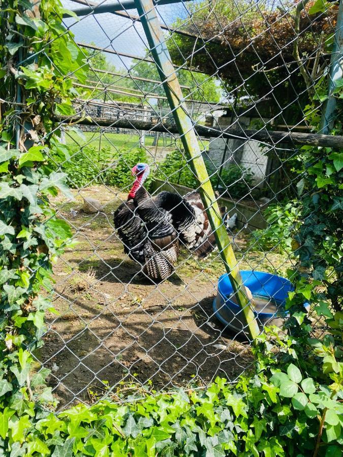 Gite Elevage De La Terrasserie Escoutoux Eksteriør bilde